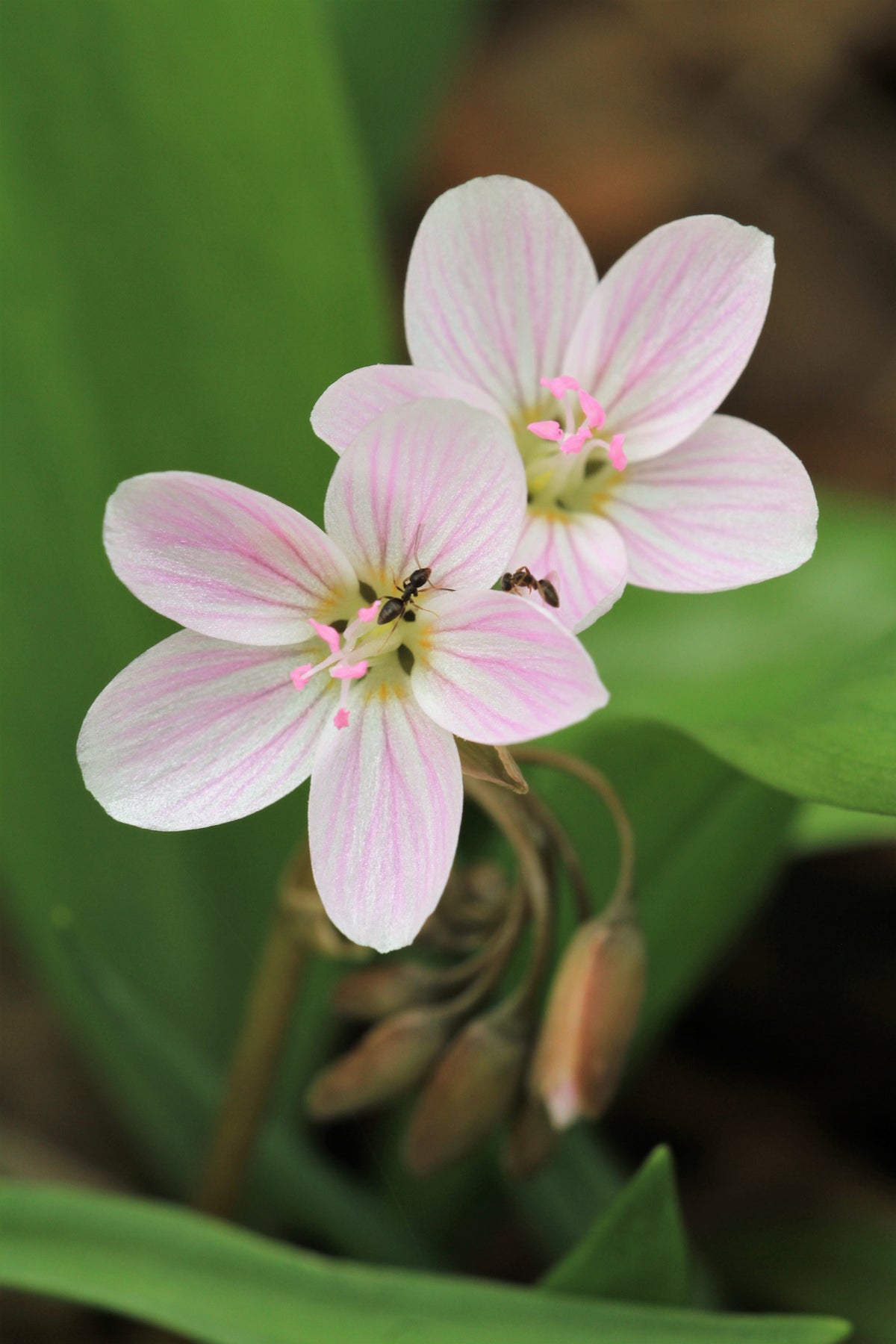 20 VIRGINIA SPRING BEAUTY Claytonia Virginica Eastern Fairy Pink Striped Native Grass Shade Flower Herb Seeds