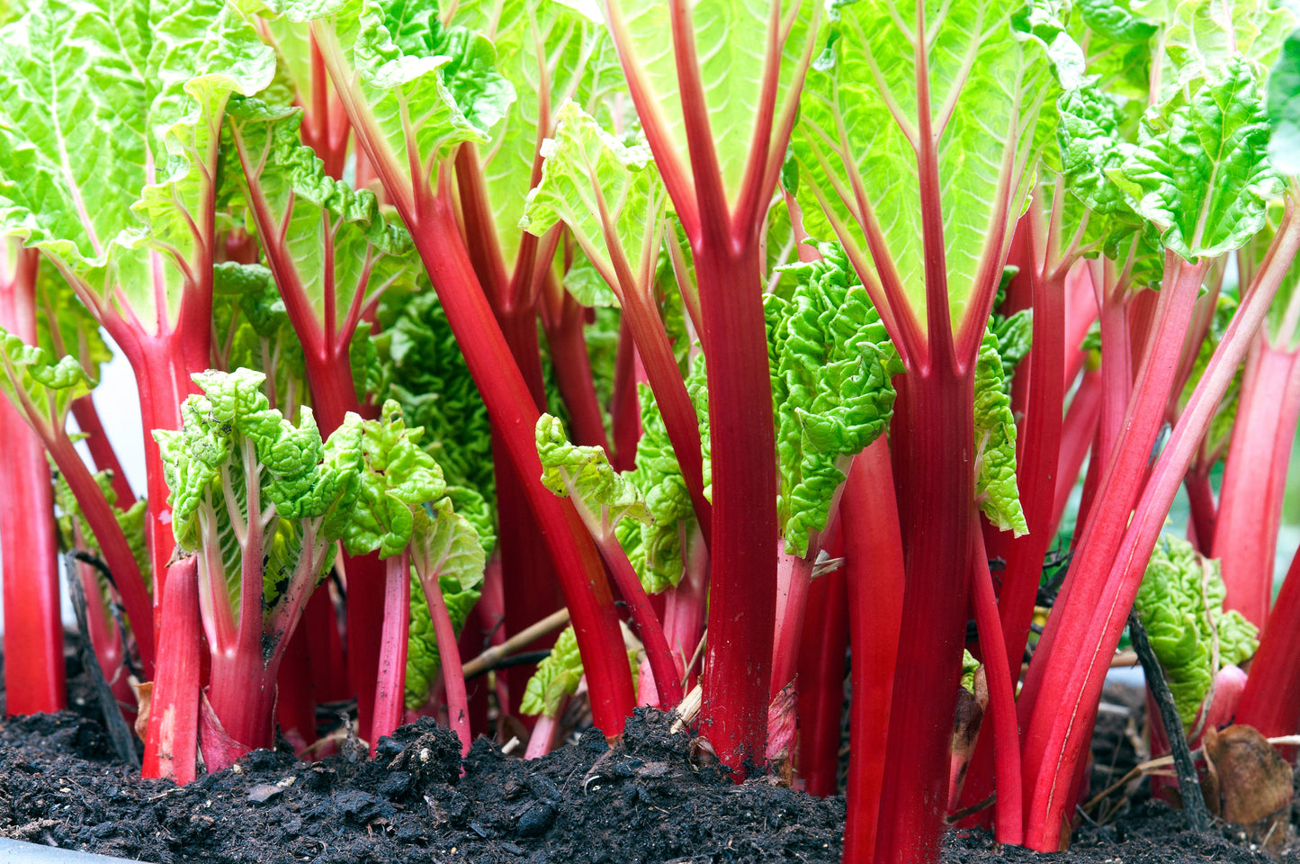25 Victoria Rhubarb (Rheum Rhabarbarum) Seeds