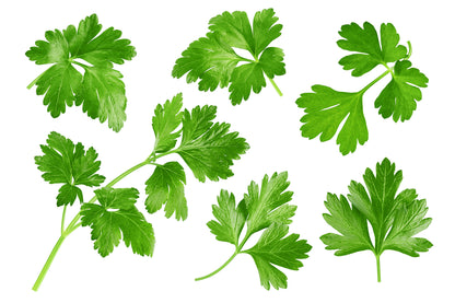 250 LEISURE CILANTRO / CORIANDER Coriandrum Sativum Herb Vegetable Seeds