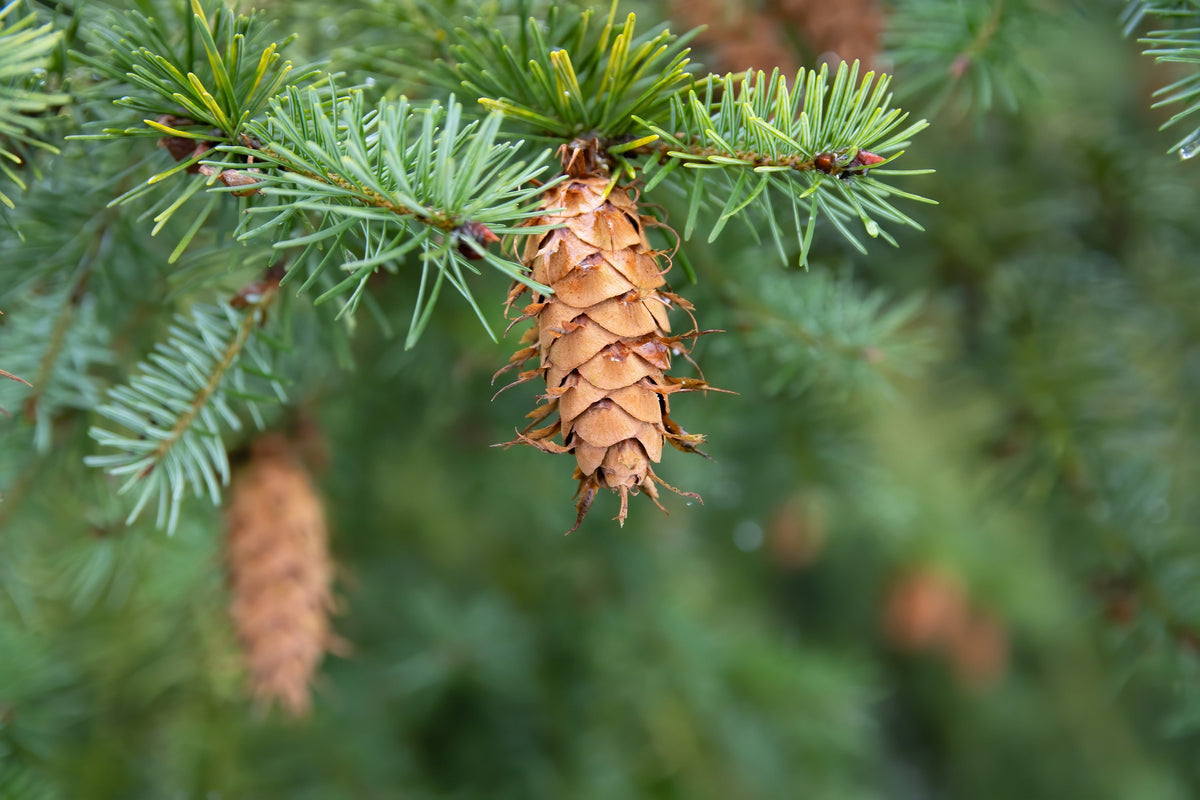 Douglas Fir (Pseudotsuga menziesii) Seeds – 20 ct