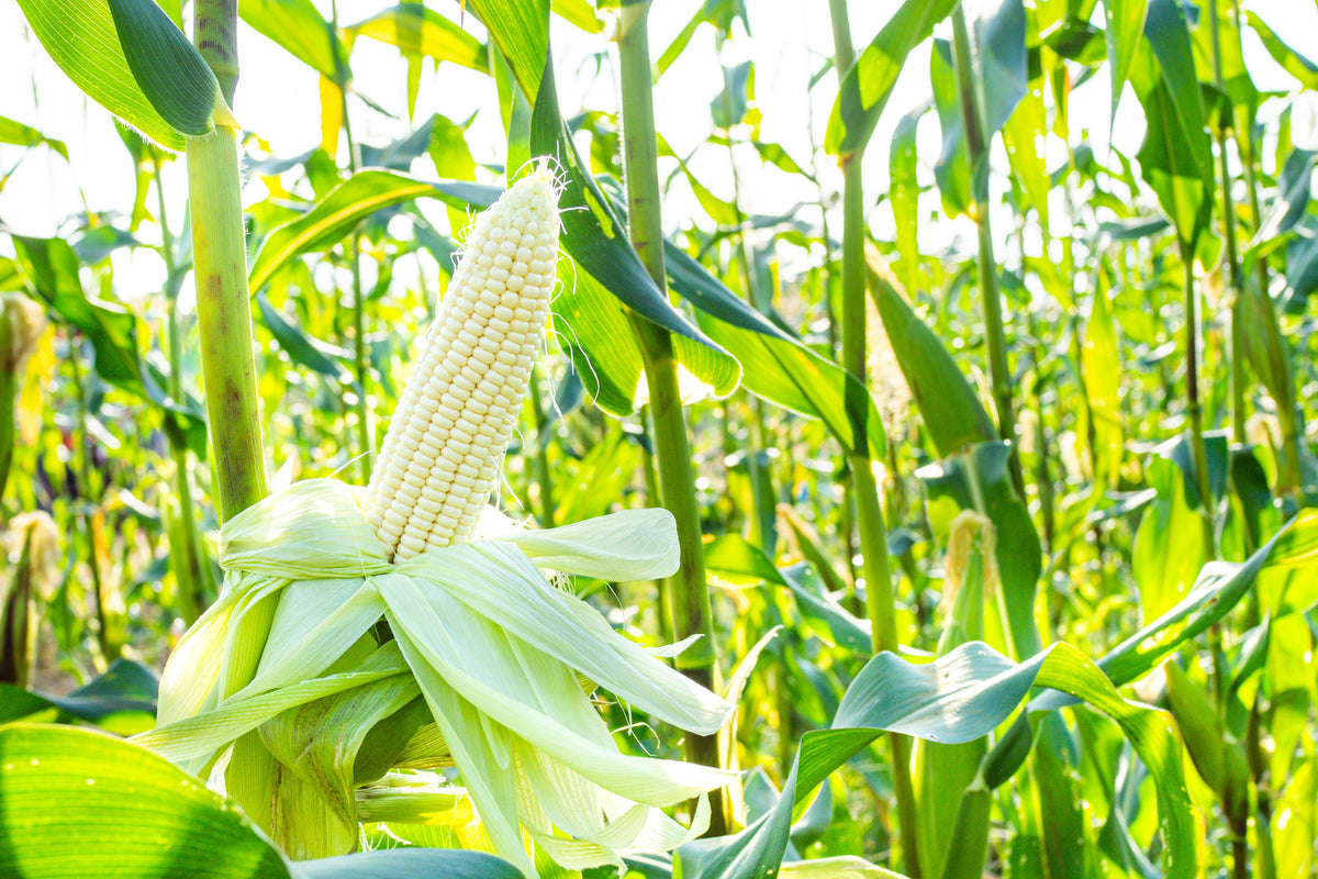 Country Gentleman White Sweet Corn (Zea mays) Seeds – 100 ct