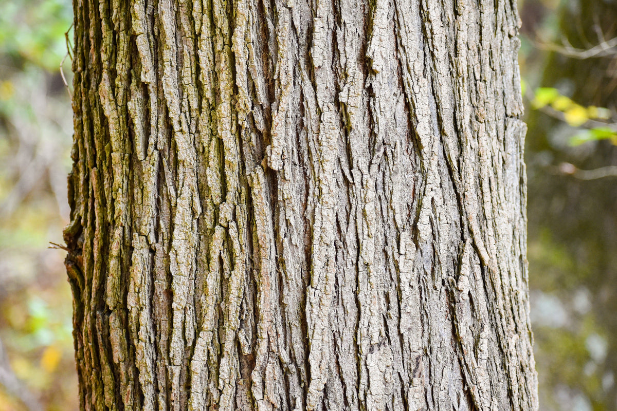 American Elm (Ulmus americana) Seeds – 25 ct