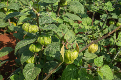50 Peruvian Ground Cherry (Physalis Peruviana) Seeds