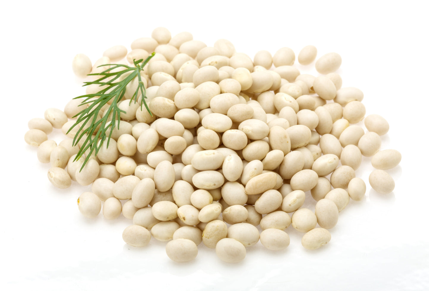 50 White Great Northern Bean (Phaseolus Vulgaris) Seeds