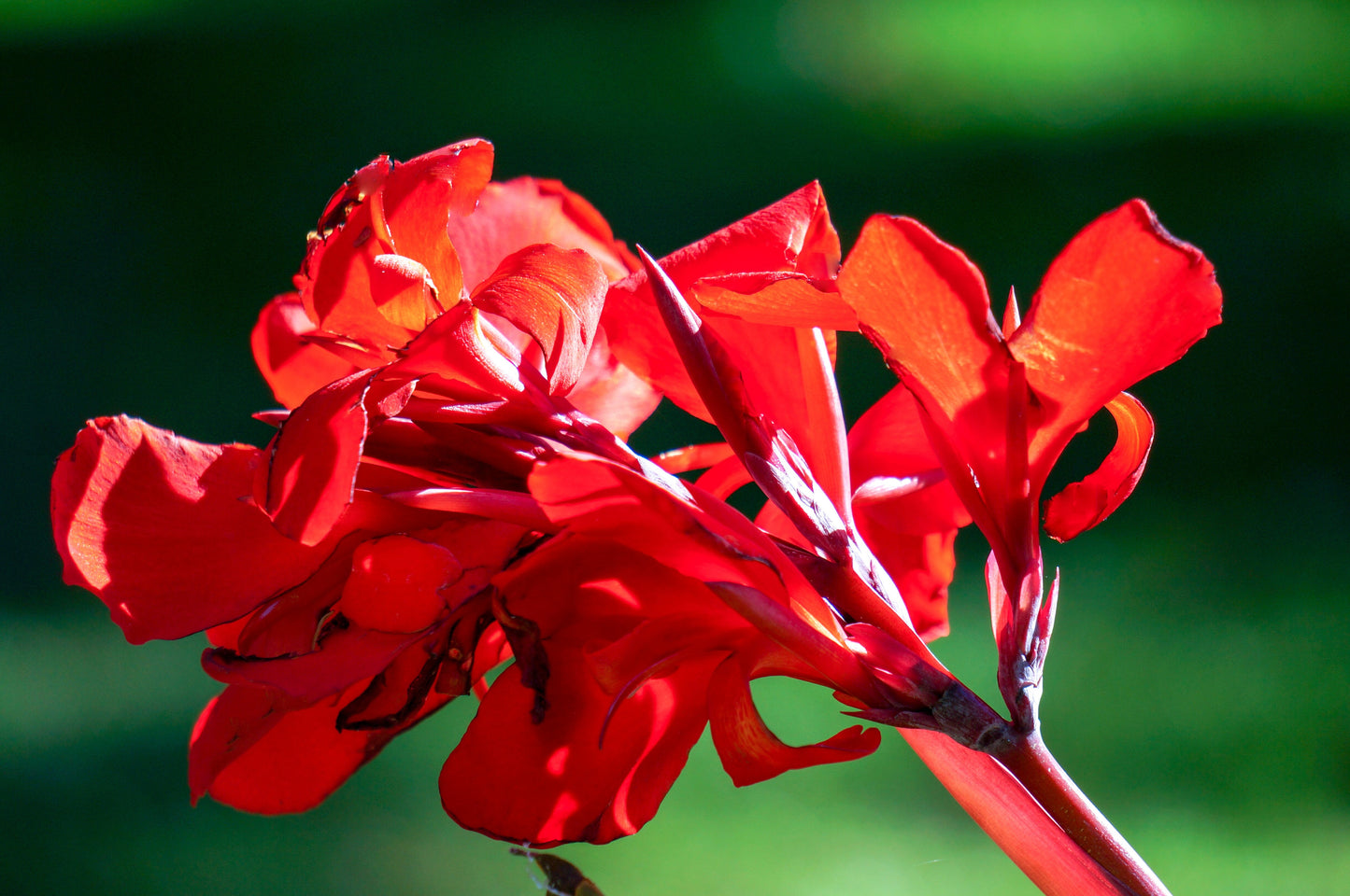 5 Mixed Canna Lily (Canna Generalis) Seeds