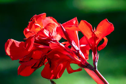 5 Mixed Canna Lily (Canna Generalis) Seeds