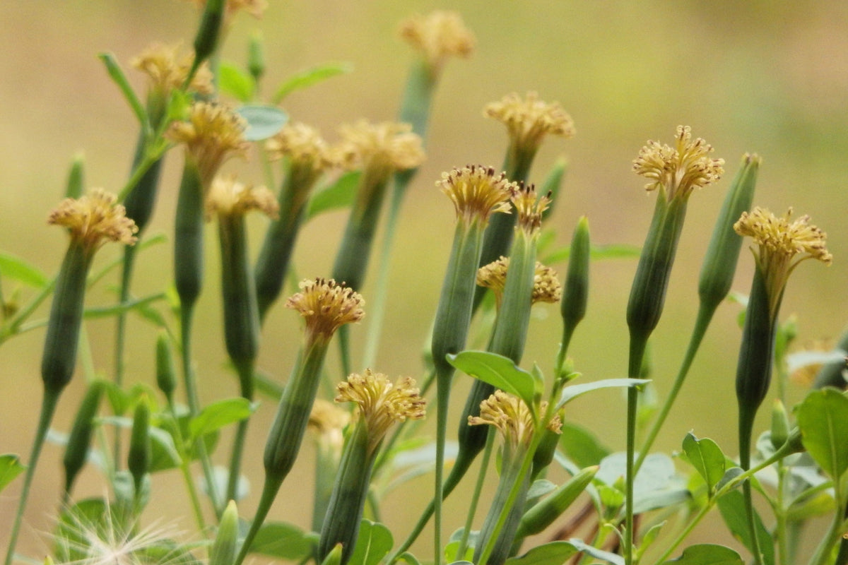 25 PAPALO Yerba Porosa, Summer Cilantro, Bolivian Coriander, Porophyllum Ruderale Culinary Herb Seeds