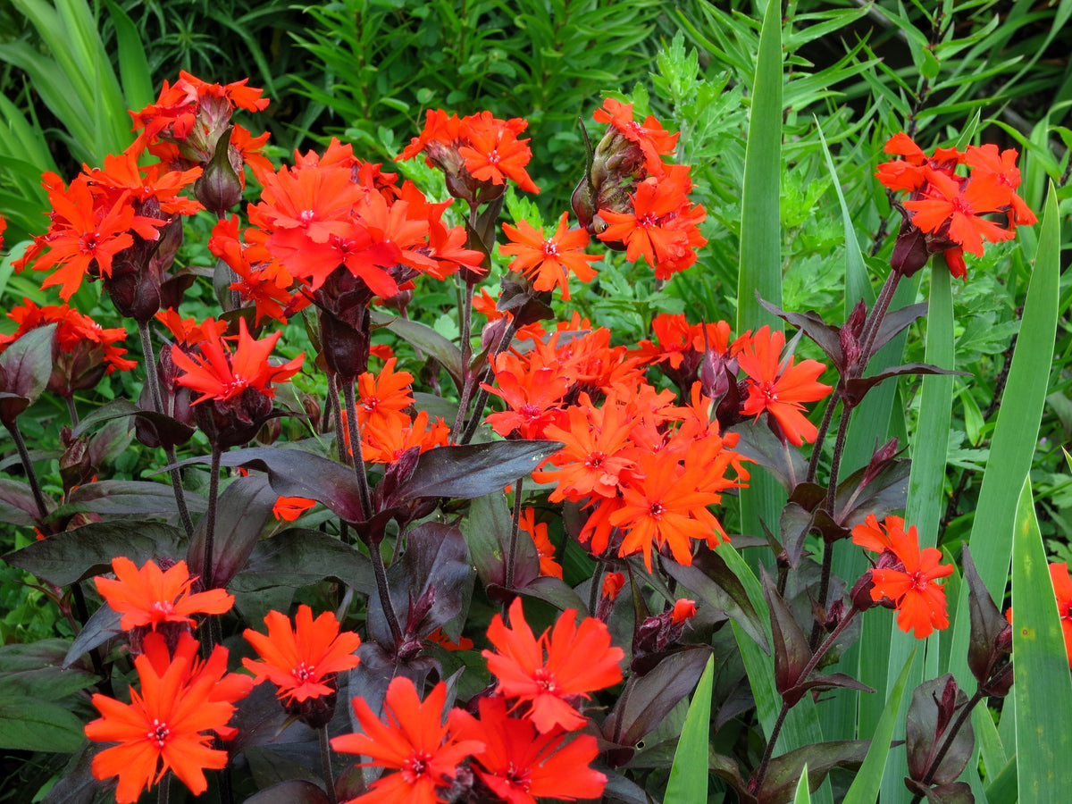25 VESUVIUS CAMPION Red Orange Lychnis Arkwrightii Catchfly Flower Seeds