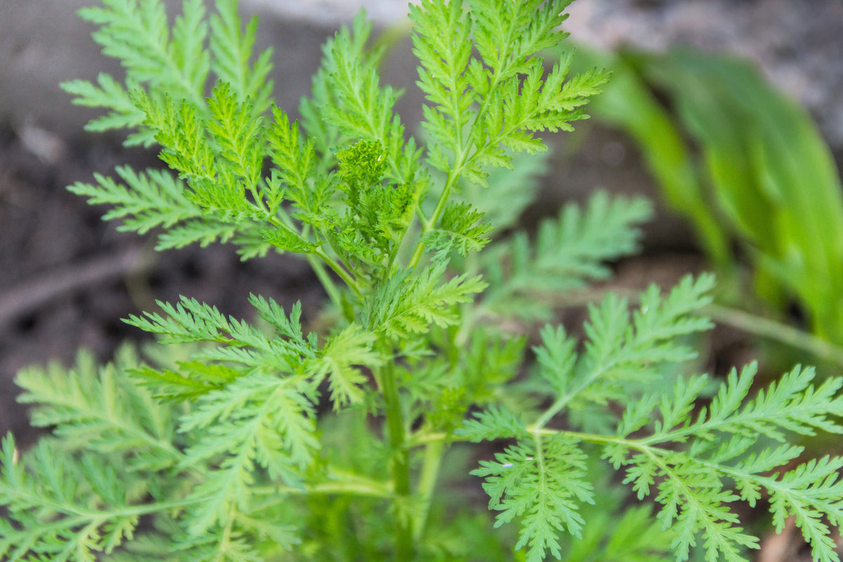 Sweet Wormwood (Sweet Annie) (Artemisia annua) Seeds – 1,000 ct