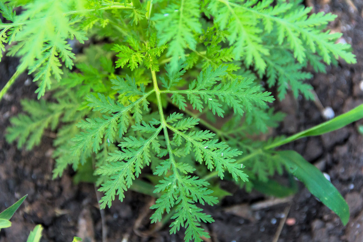 Sweet Wormwood (Sweet Annie) (Artemisia annua) Seeds – 1,000 ct
