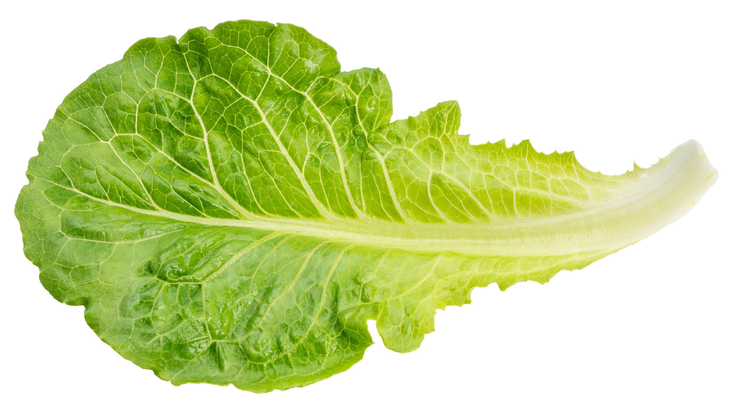 3000 Little Gem Lettuce (Lactuca Sativa) Seeds