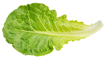 3000 Little Gem Lettuce (Lactuca Sativa) Seeds