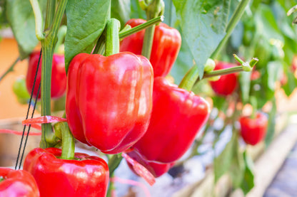 150 Big Red Bell Pepper (Capsicum Annuum) Seeds