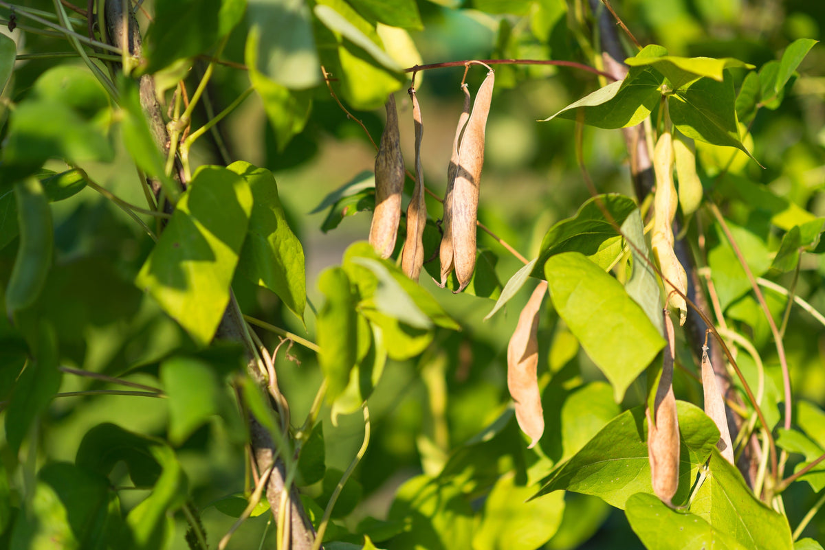 Red Kidney Bean (Phaseolus vulgaris) Seeds – 30 ct