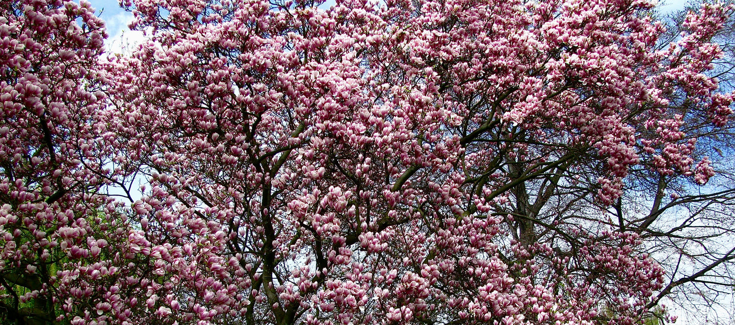 5 Saucer Magnolia/Tulip Tree (Soulangeana Denudata & Liliiflora)  Seeds
