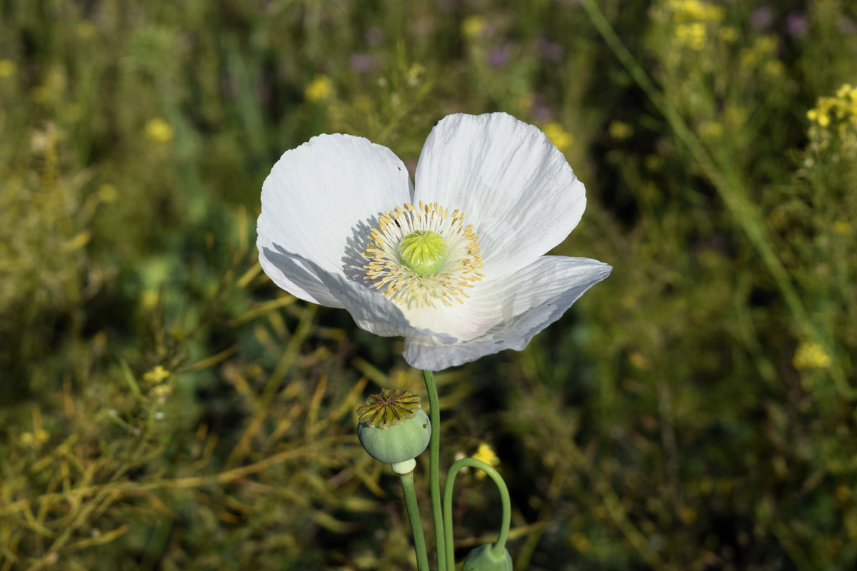 Persian White Poppy (Papaver somniferum) Seeds – 250 ct