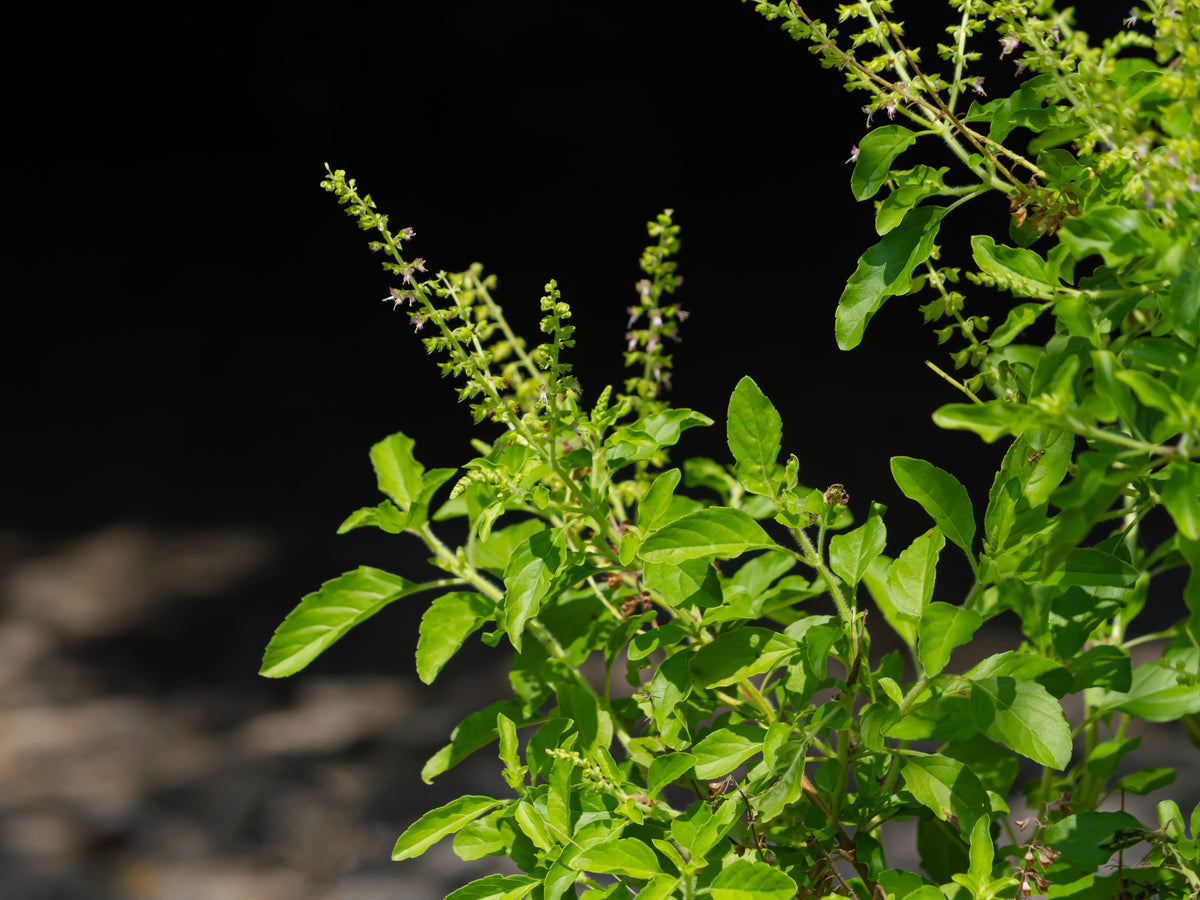 Green Holy Basil (Tulsi) (Ocimum tenuiflorum) Seeds – 250 ct