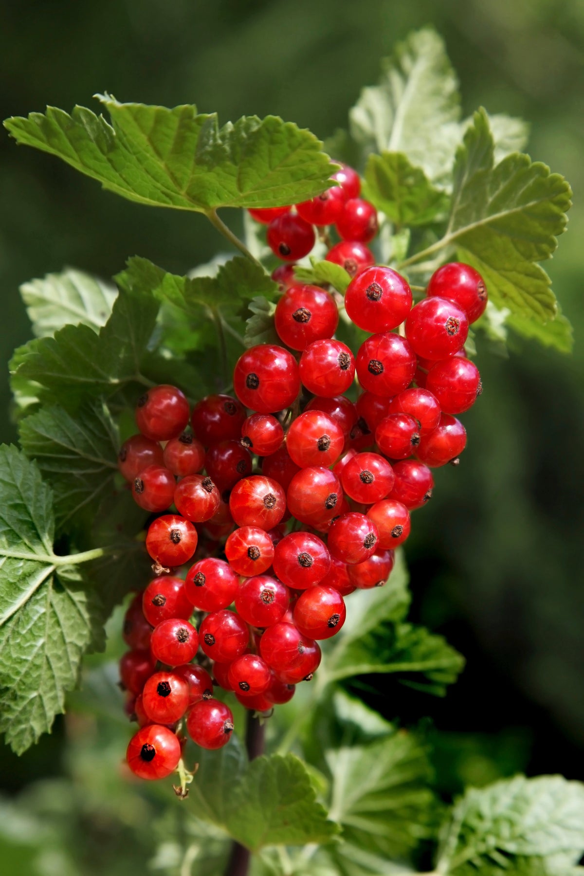 20 Red WAX CURRANT Edible Fruit Berries Pink Flowers Shrub Ribes Cereum Seeds