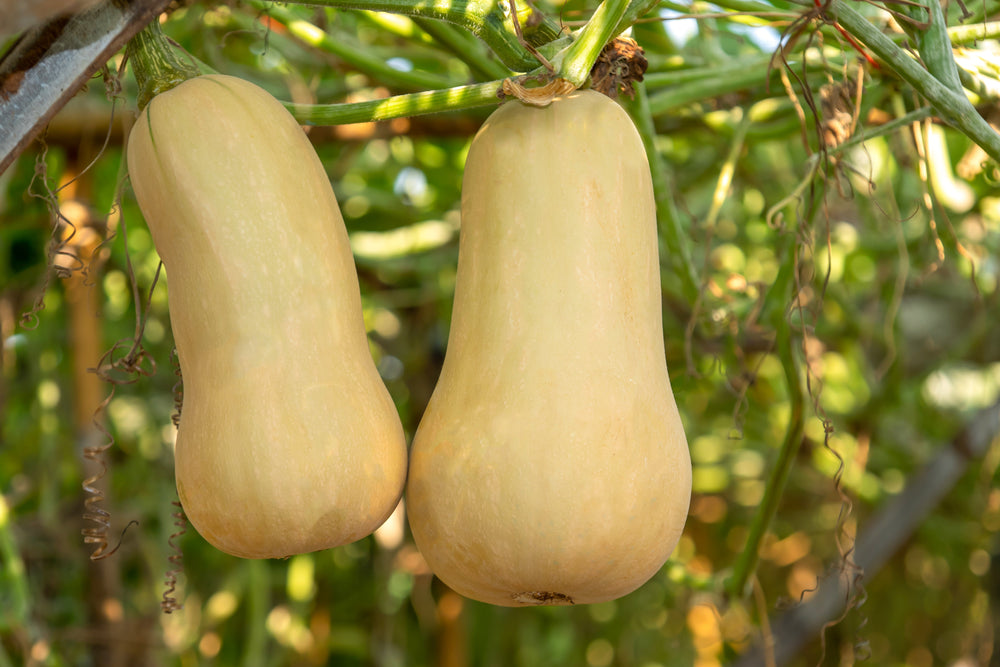 50 Waltham Butternut Squash (Cucurbita Moschata) Seeds