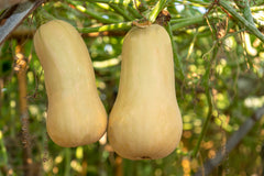 50 Waltham Butternut Squash (Cucurbita Moschata) Seeds