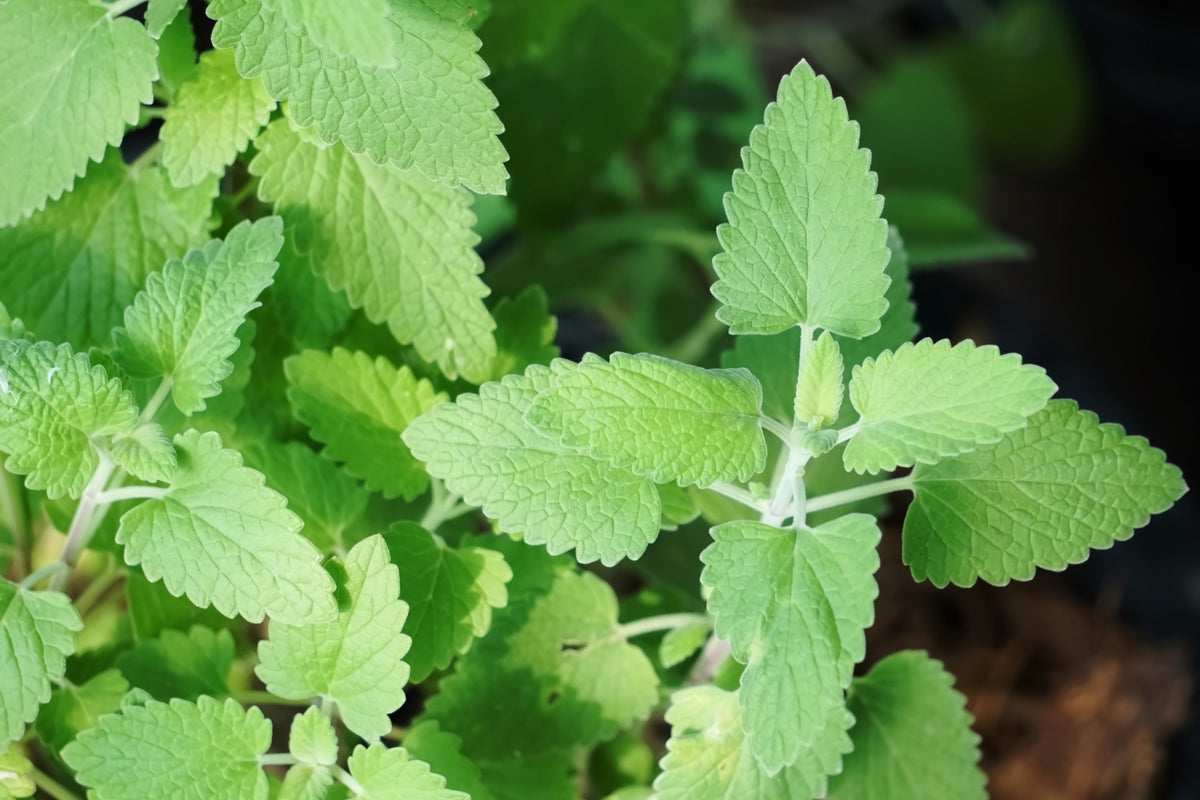 1000 HEIRLOOM CATNIP Nepeta Cataria Herb Flower Seeds