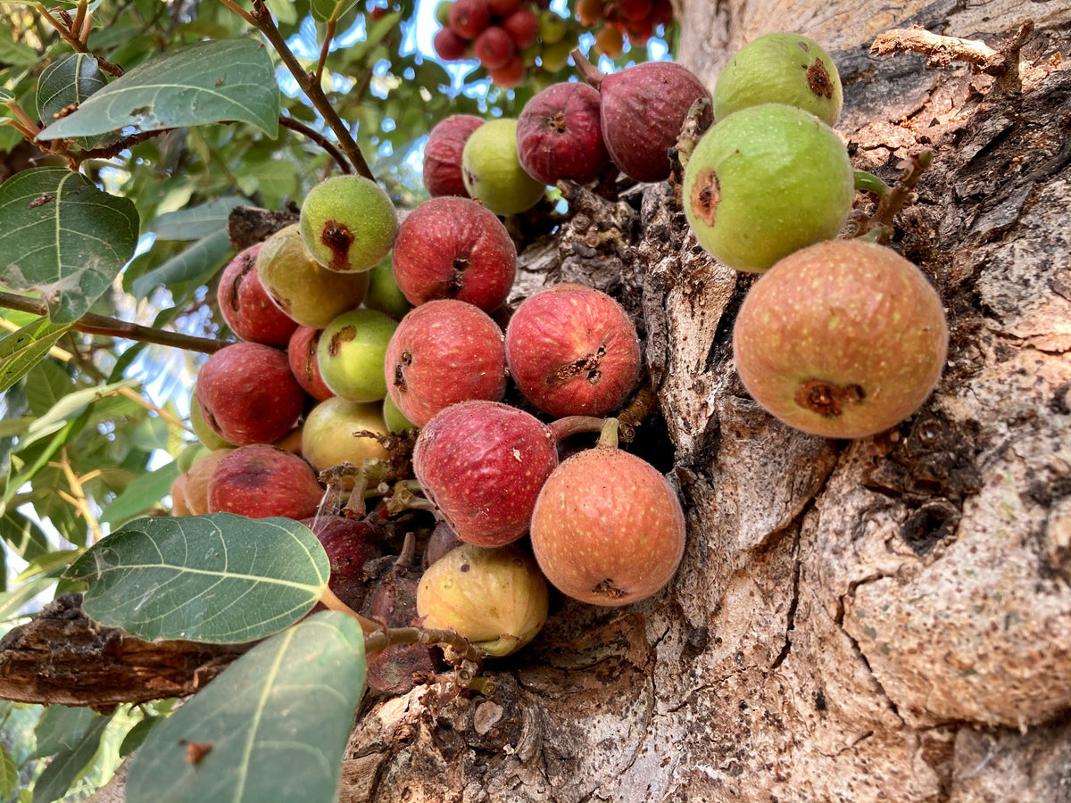 30 CLUSTER FIG Ficus Racemosa Red River Indian Guilar Tree Houseplant Seeds