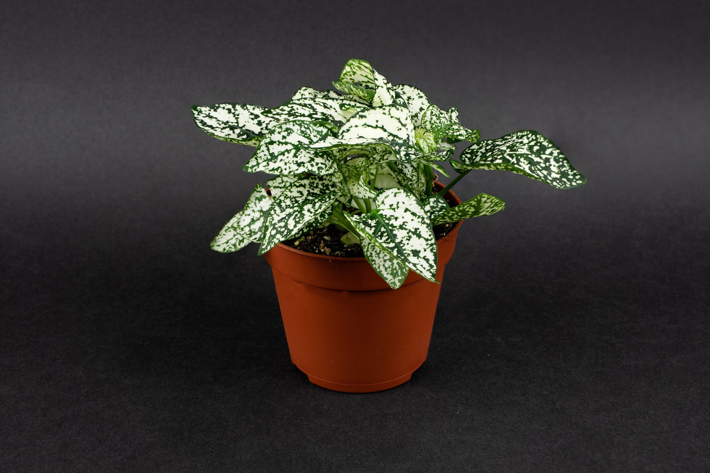 10 Dwarf White Polka Dot Plant (Hypoestes Phyllostachya) Seeds