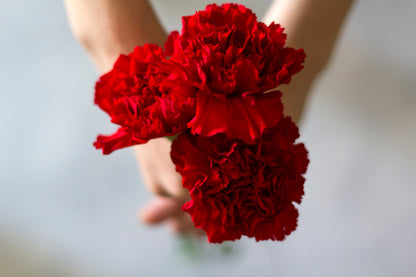 50 Scarlet Carnation  (Dianthus Caryophyllus Grenadin) Seeds