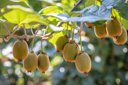100 Kiwi Fruit (Kiwi Actinidia) Seeds