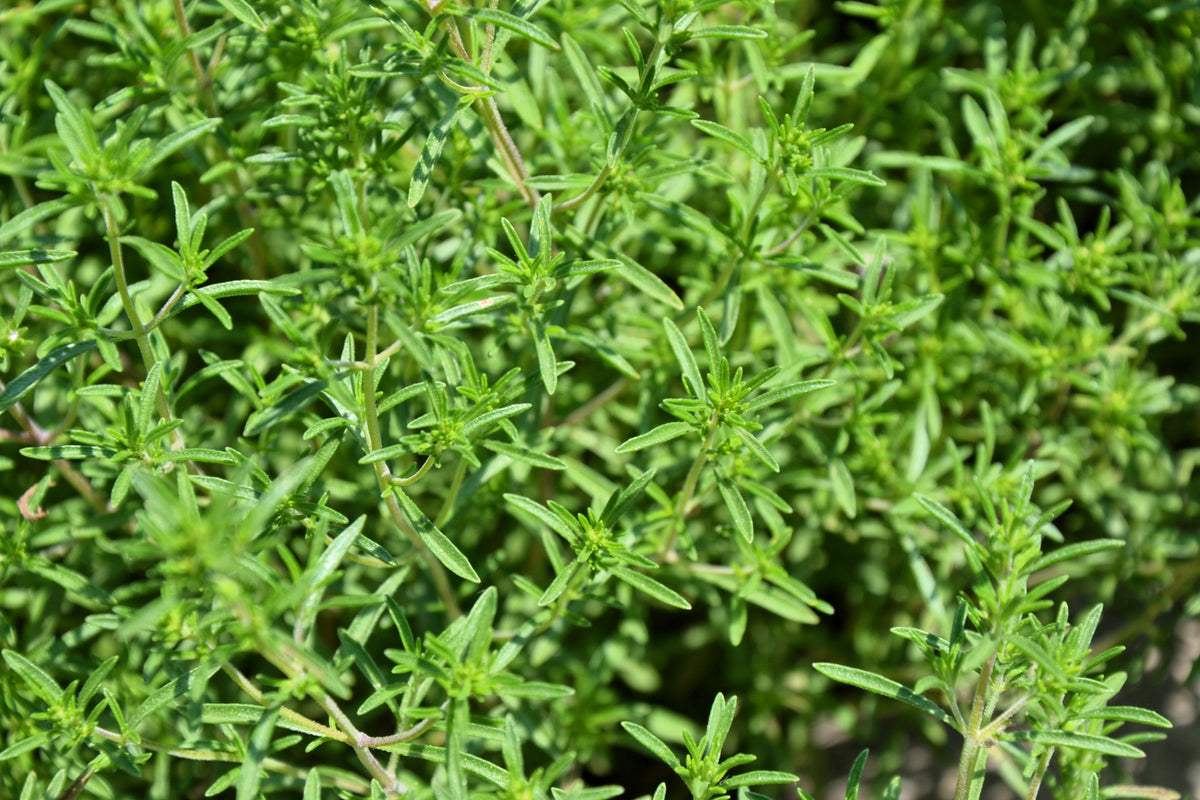 3000 SUMMER SAVORY Satureja Hortensis Herb Purple Flower Seeds