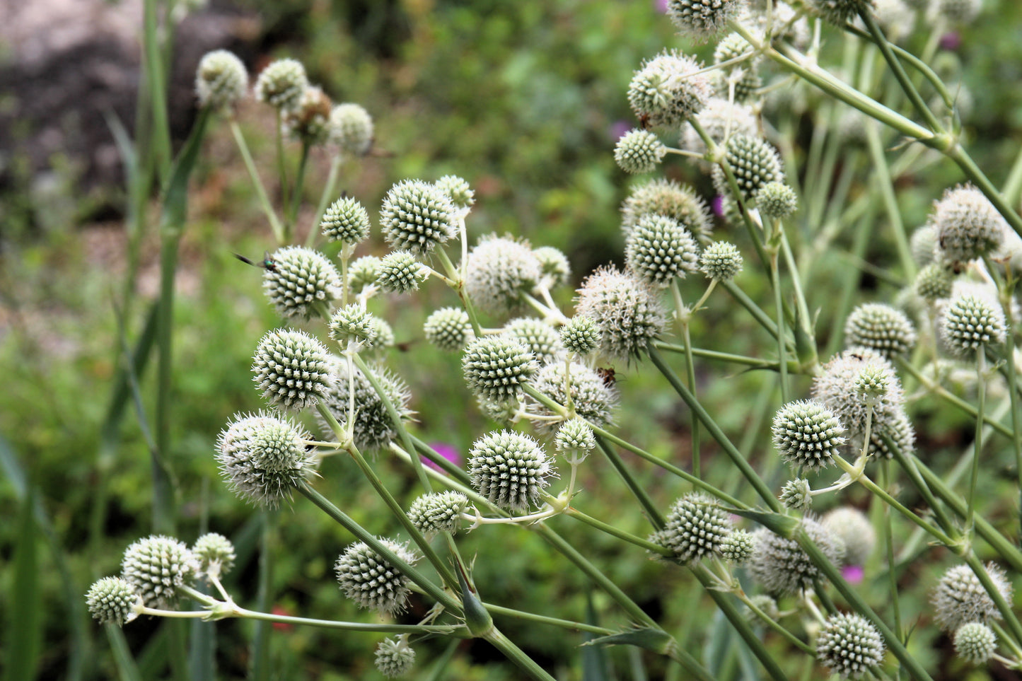 200 Rattlesnake Master / Button Snakeroot  (Eryngium Yuccifolium) Seeds