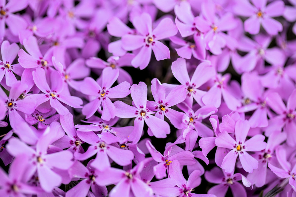 Prairie Phlox Mix (Phlox pilosa) Seeds – 20 ct