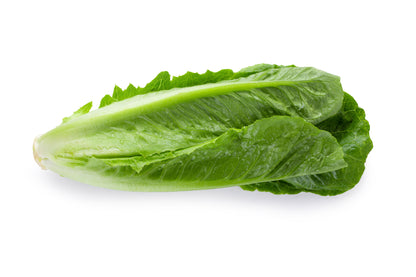 3000 Parris Island Romaine Lettuce (Lactuca Sativa) Seeds