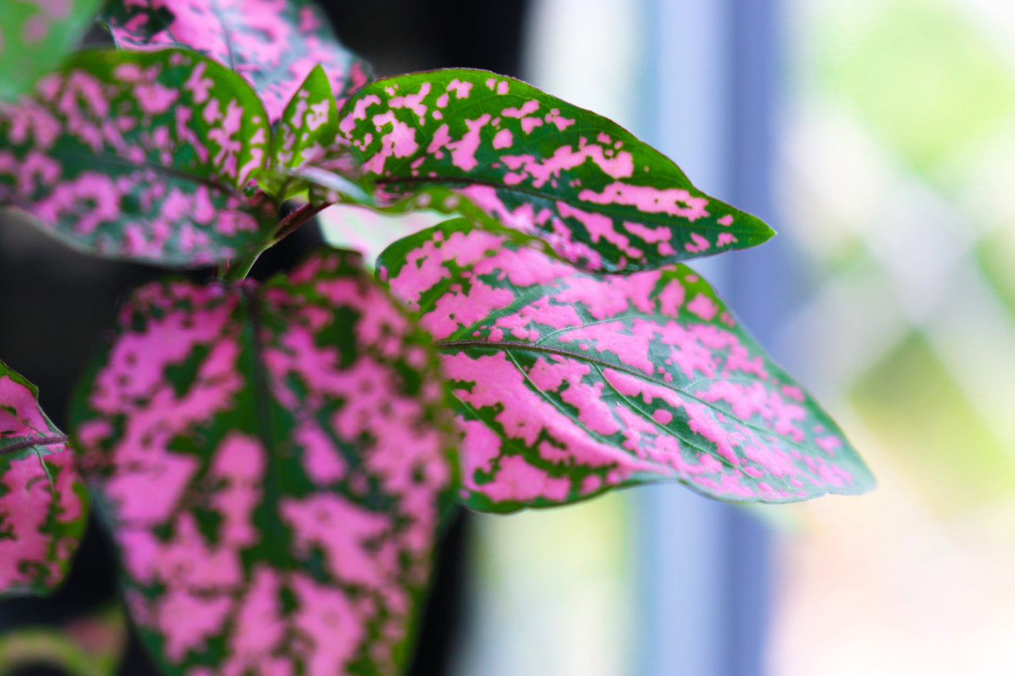 10 Dwarf Rose Polka Dot Plant (Hypoestes Phyllostachya) Seeds