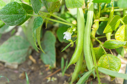 Cannellini Bean (Phaseolus vulgaris) Seeds – 30 ct