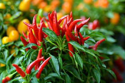 30 Birds Eye / Chilitepin Pepper (Capsicum Frutescens) Seeds
