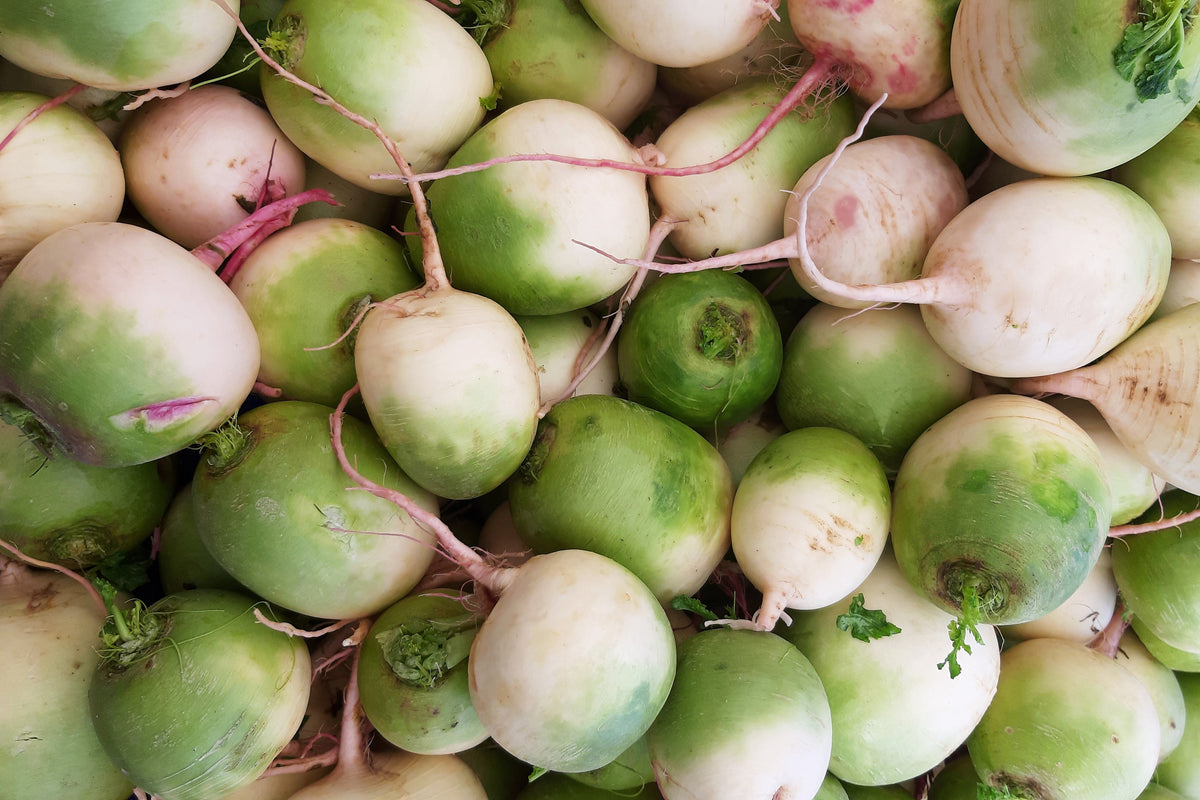 Watermelon Radish (Raphanus sativus) Seeds – 300 ct
