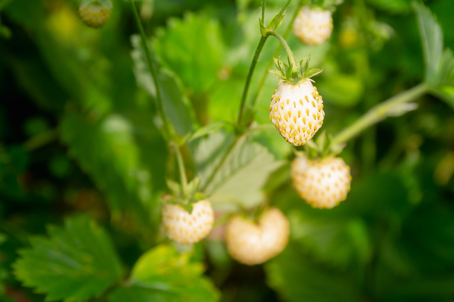 20 Pineapple Crush Strawberry (Fragaria Vesca) Seeds