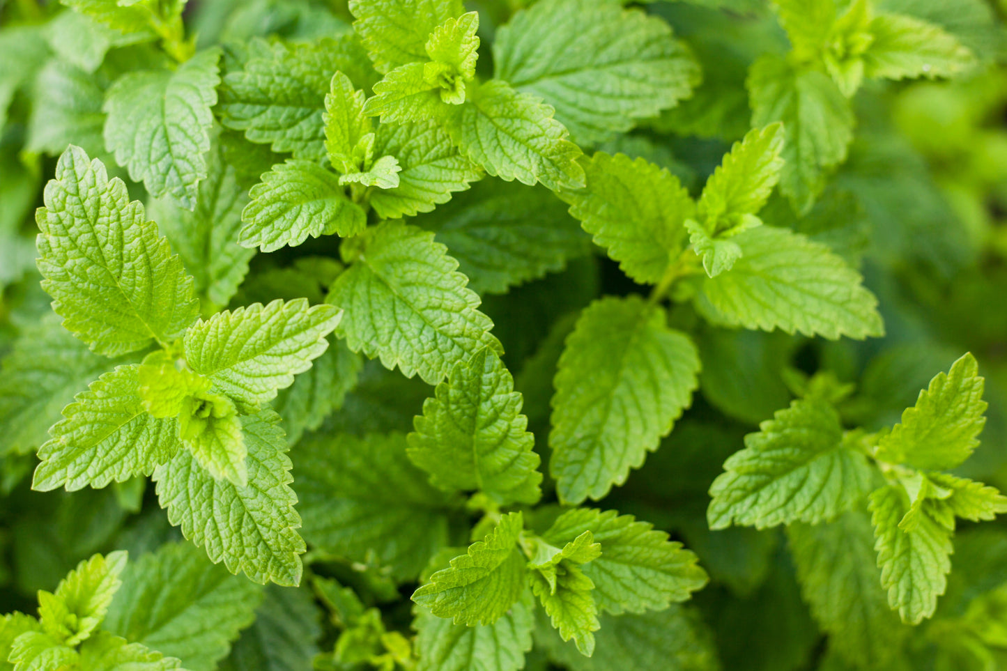 200 Lemony Catnip (Nepeta Cataria Citriodora) Seeds