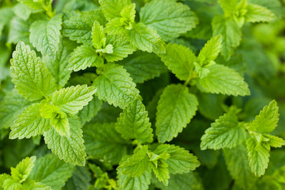 200 Lemony Catnip (Nepeta Cataria Citriodora) Seeds