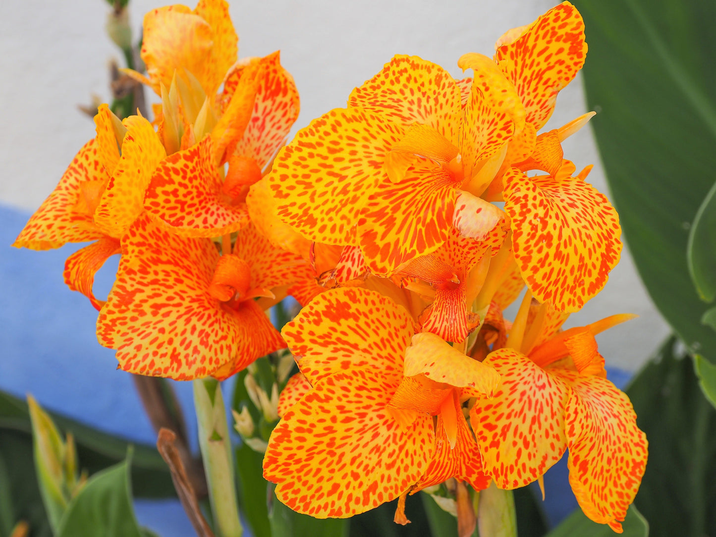 5 Mixed Canna Lily (Canna Generalis) Seeds
