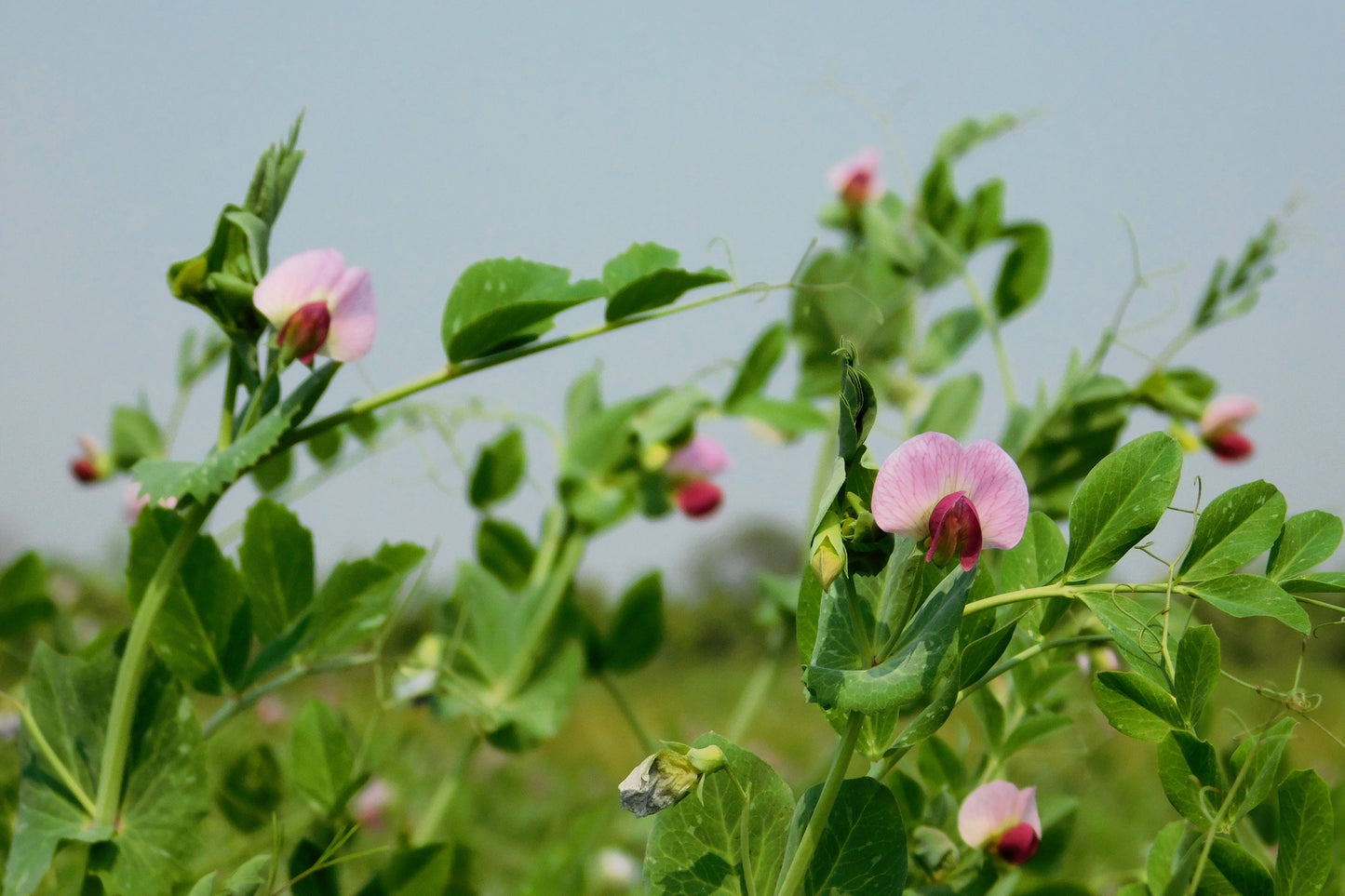 50 Austrian Winter Pea (Pisum Sativum) Seeds