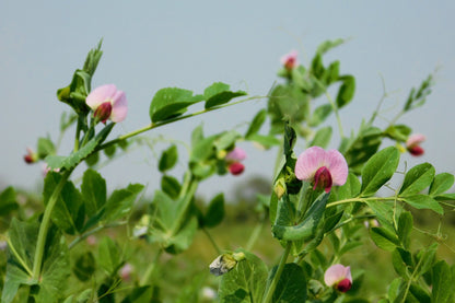 50 Austrian Winter Pea (Pisum Sativum) Seeds