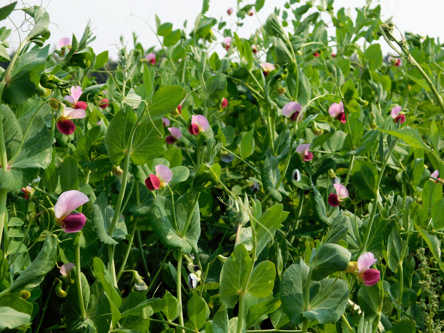 50 Austrian Winter Pea (Pisum Sativum) Seeds