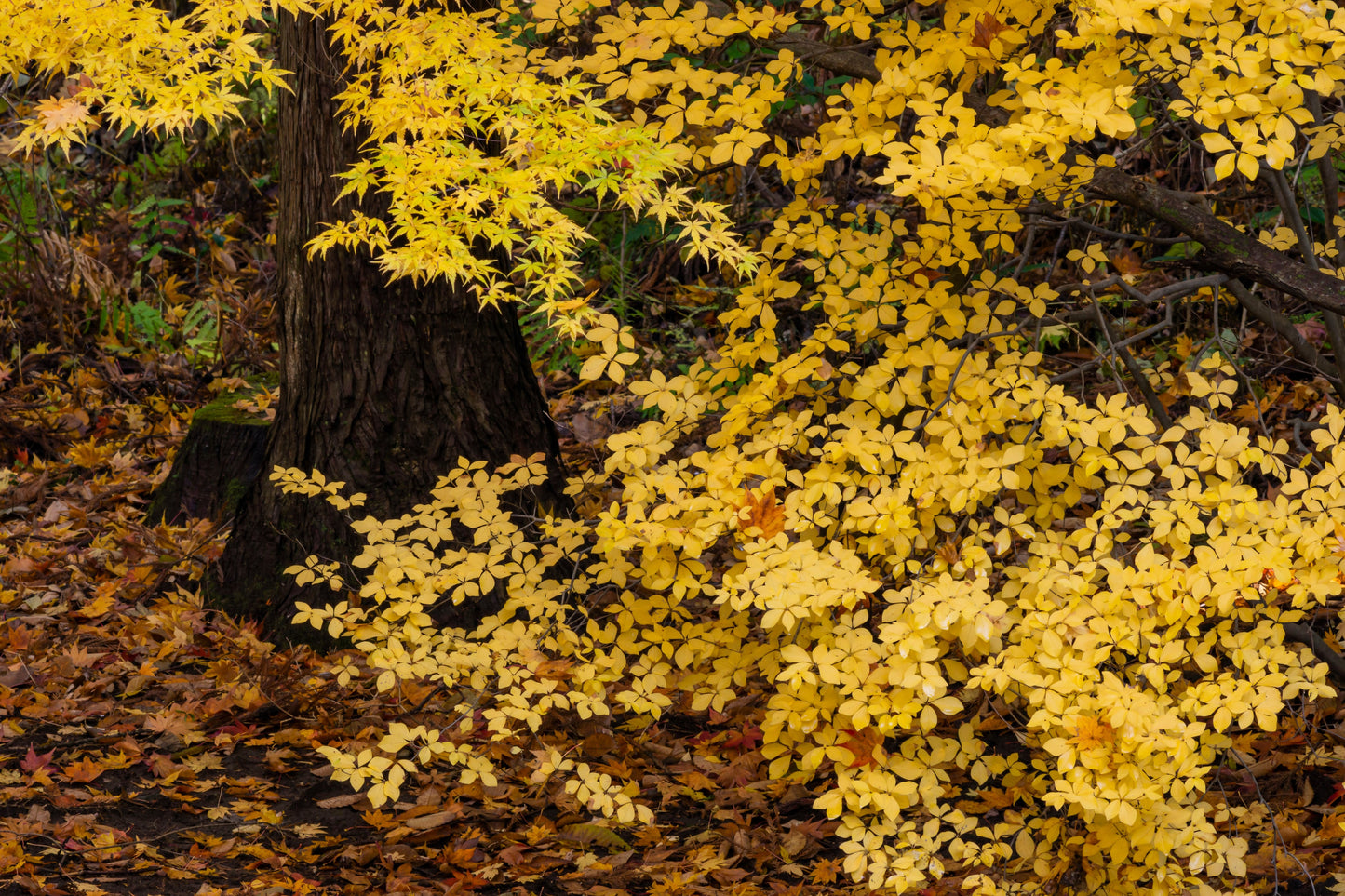 10 Spicebush (Lindera Benzoin) Seeds