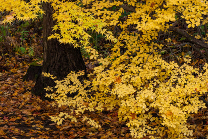 10 Spicebush (Lindera Benzoin) Seeds