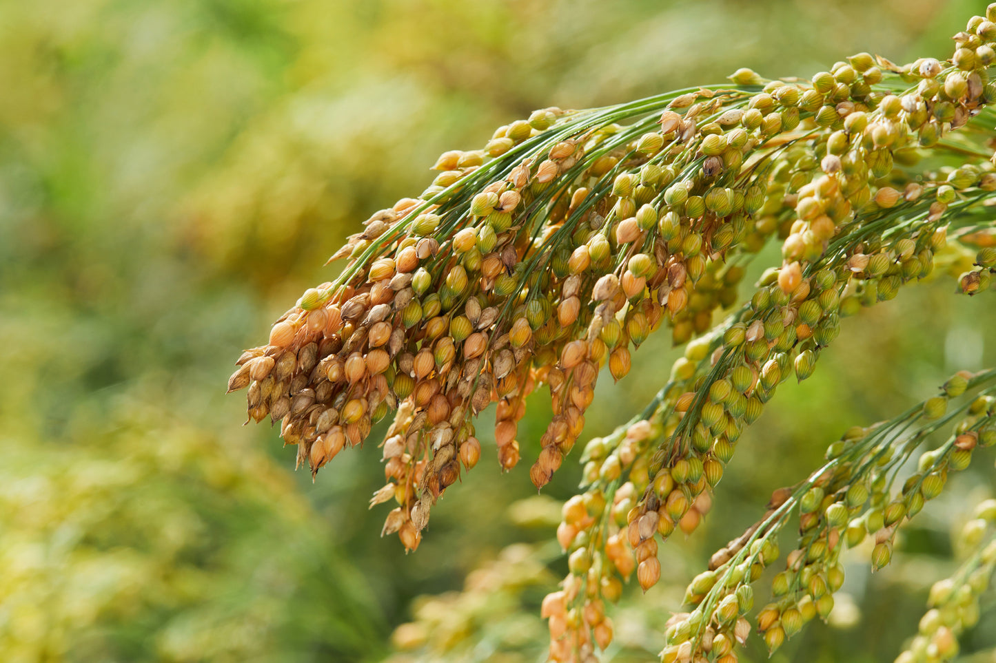 200 Proso Millet (Panicum Miliaceum) Seeds