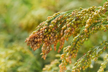 200 Proso Millet (Panicum Miliaceum) Seeds