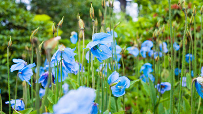10 Blue Himalayan Poppy (Meconopsis Betonicifolia) Seeds