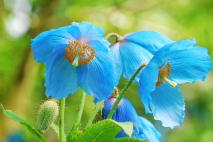 10 Blue Himalayan Poppy (Meconopsis Betonicifolia) Seeds